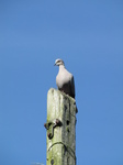 SX22817 Collared Dove (Streptopelia decaocto) on pole.jpg
